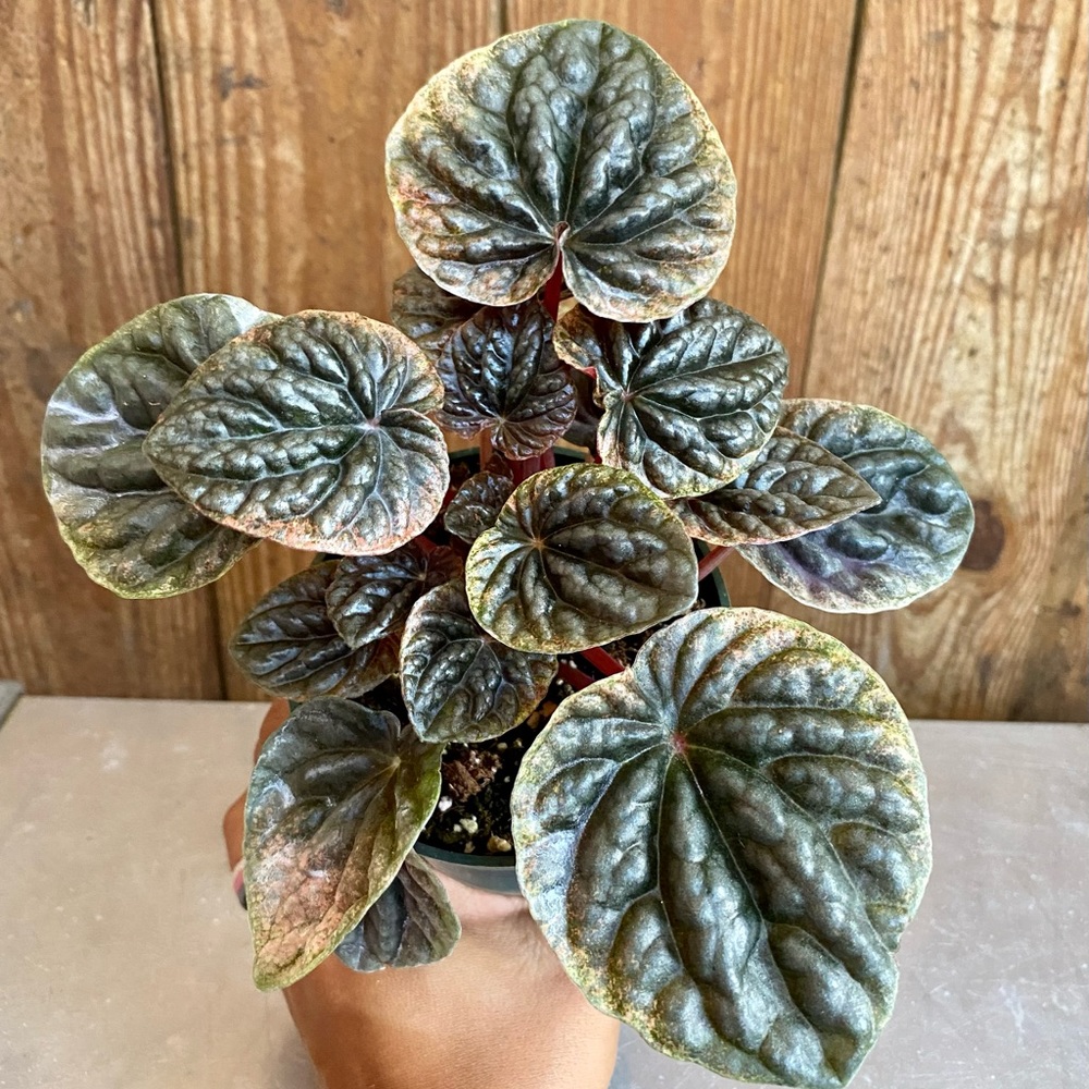 Peperomia Caperata Abricos 4” pot